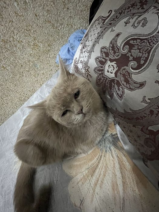 Zottor mushuk sotiladi