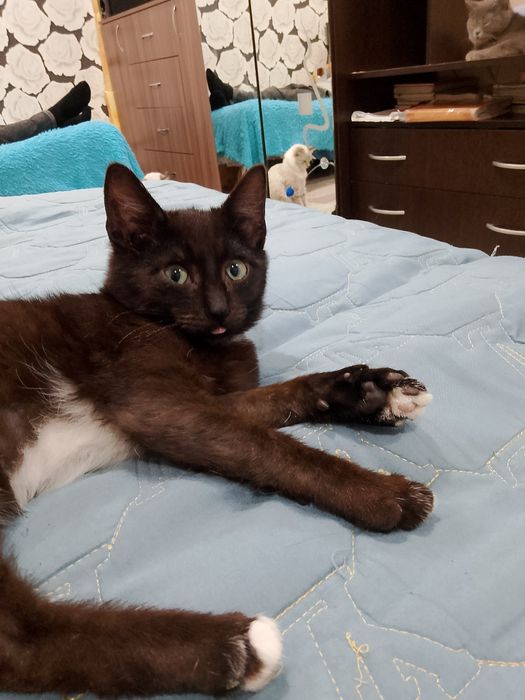 Отдам даром мальчик