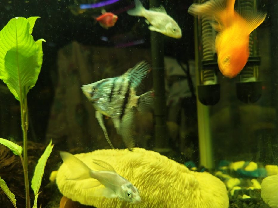 Обмен золотых рыбок, карп кои