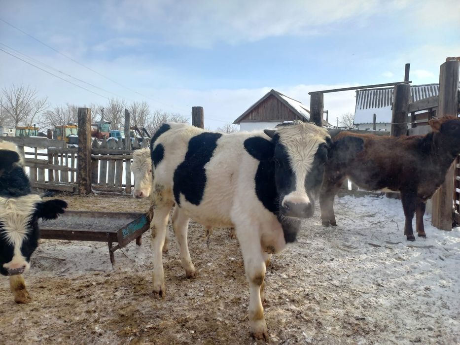 Продается племенной бычок