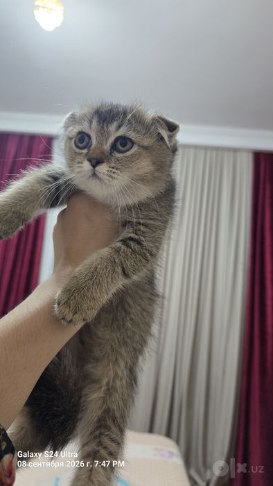 Scottish Fold (Shodlandskaya vislouxaya)