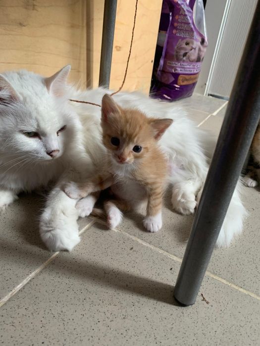 Отдам котят в добрые руки