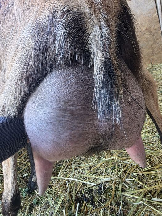 Vând capra foarte bună de lapte  cu iada urgent