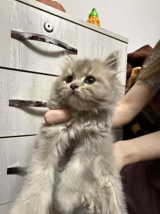 Продается котёнок