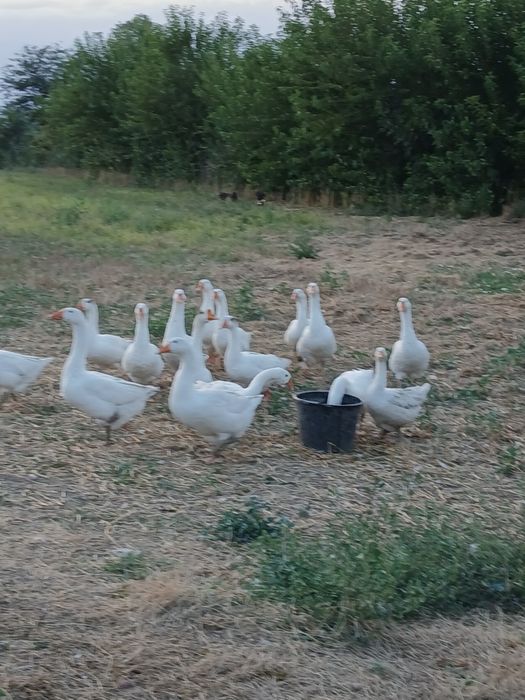 Vand boboci gasca