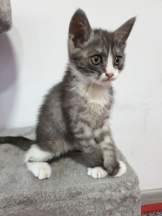 Котёнок мальчик отдам даром