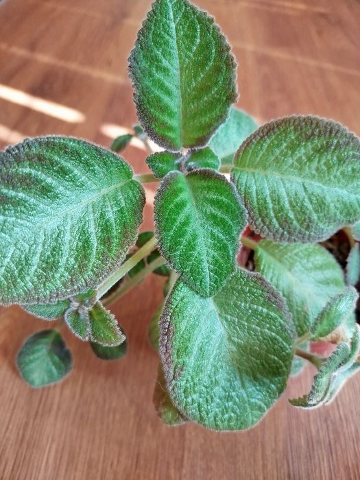 Эписция  на фитиле