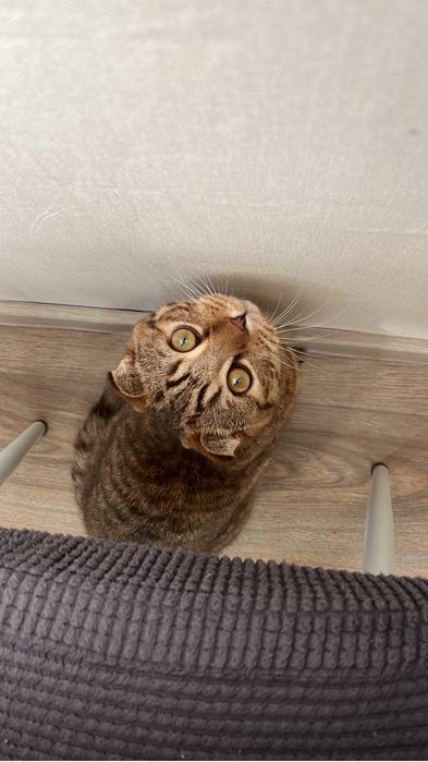 Отдам кота в добрые руки