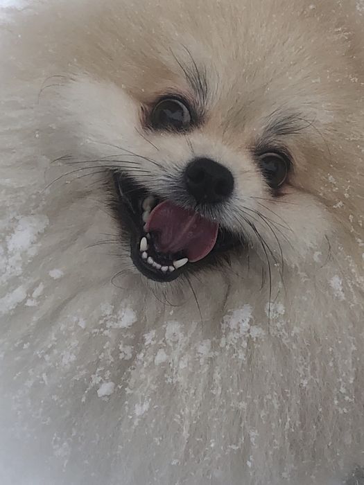 Померанский шпиц