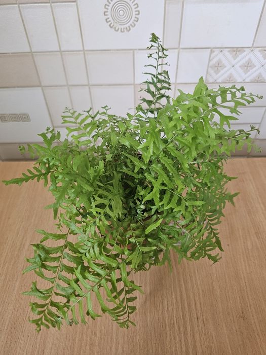 Комнатные цветы.