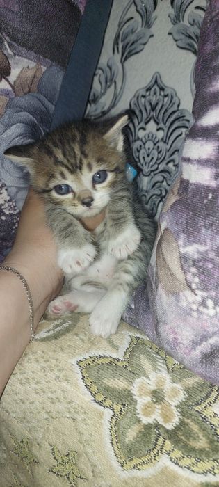 Продам Шотландских котят