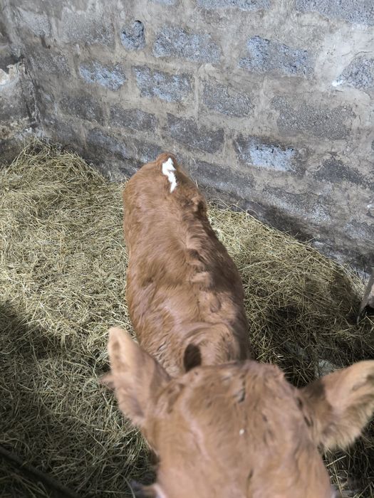 Продам бычка бычок бычки телята теленок