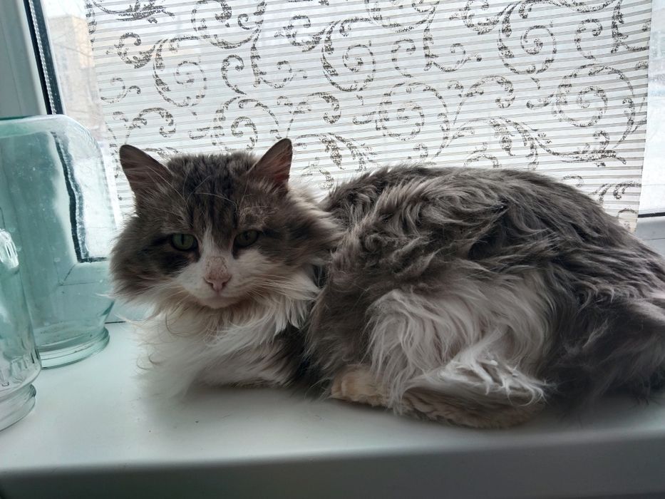 Ищем дом для котика