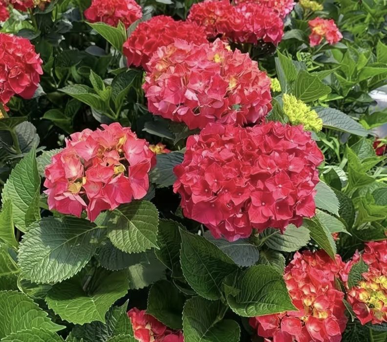 Продам ростки Гортензии, есть 20 видов,