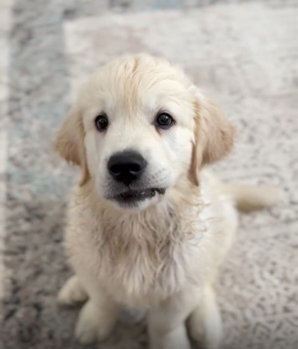 Золотистый ретривер в добрые руки!