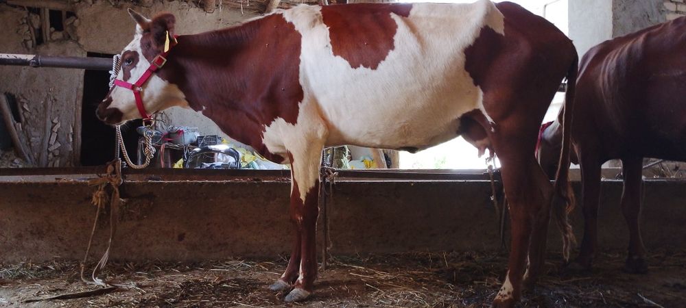 Ona bola sigir sotiladi kafolati bilan