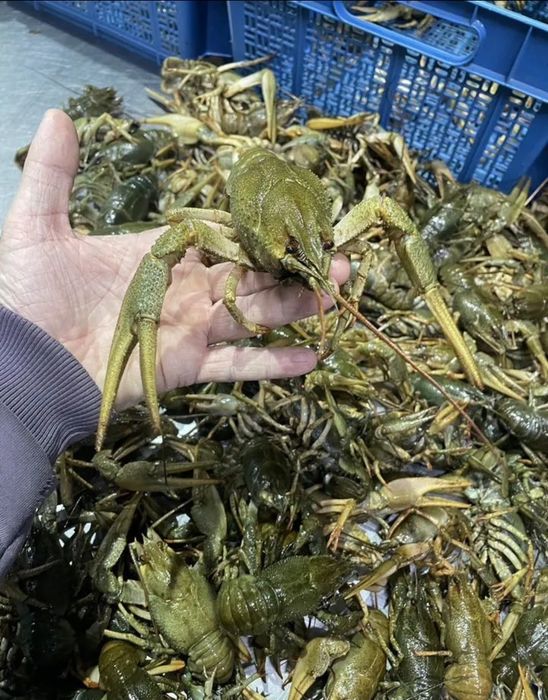Раки живые оптом