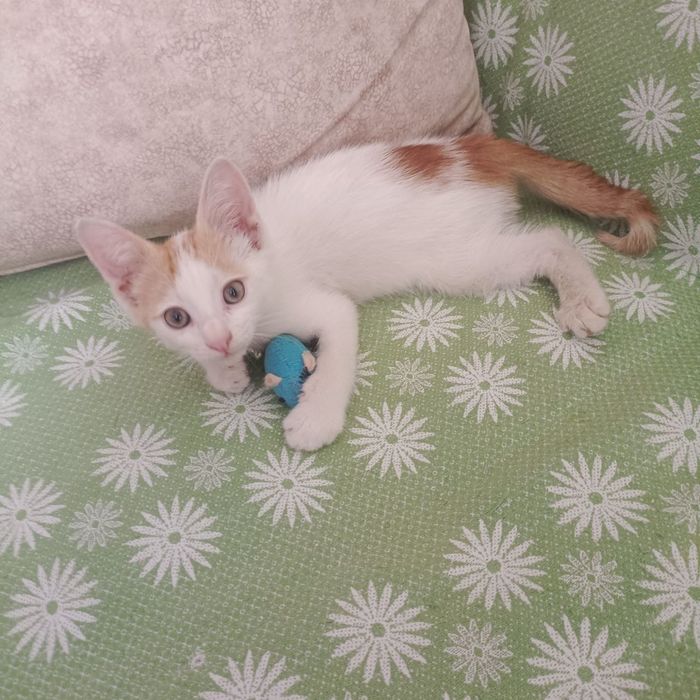 Котенок в добрые руки