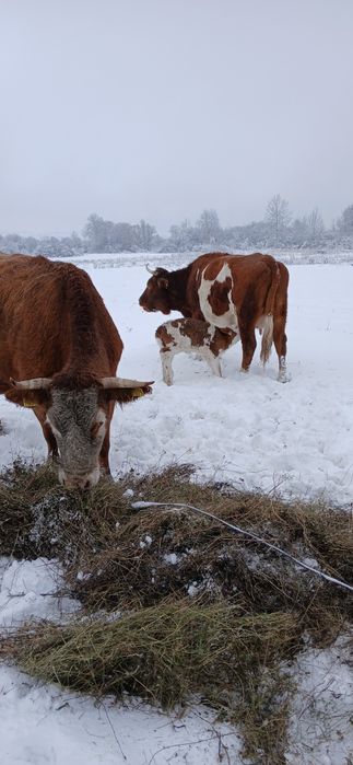Vand vaci cu vitei langa ele
