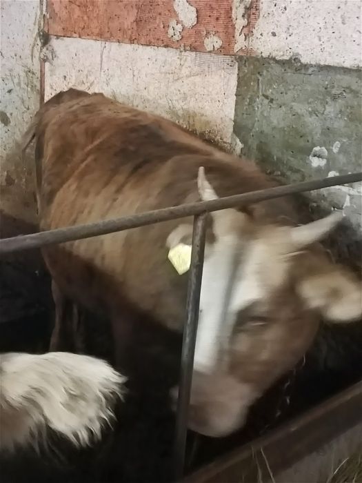 Байланған семиз тайынша кунажын сатылады