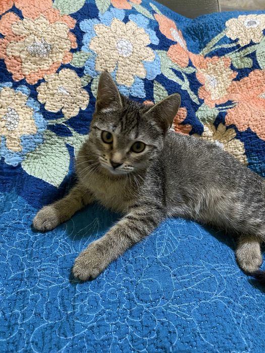 Отдам котят в добрые руки!