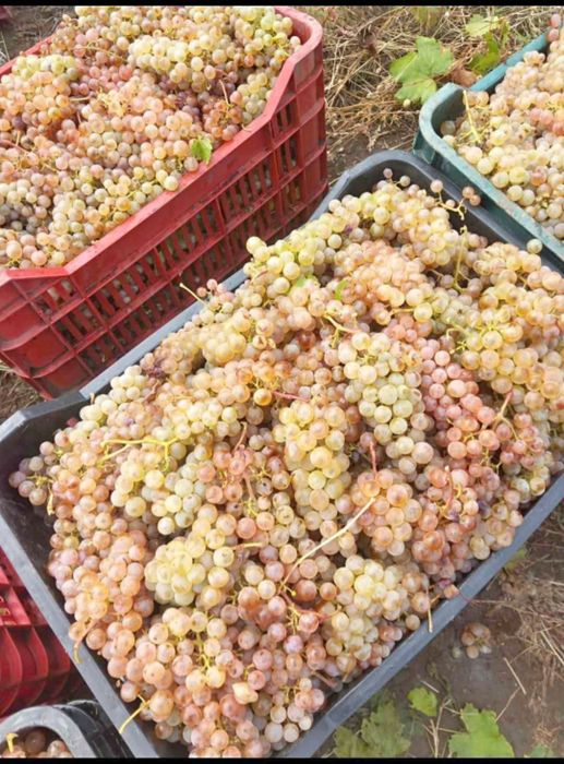 Struguri de vin avem toate soiurile nr 078542852nouă