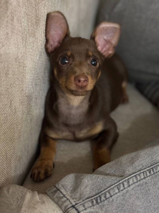 Тойтерьер мини смесь