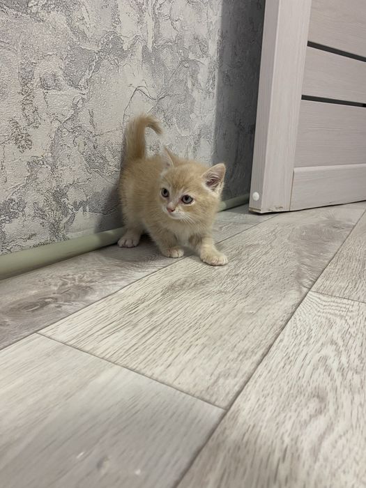 Отдам котенка девочка