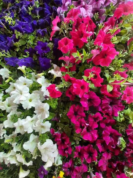 Петуния цветы рассада