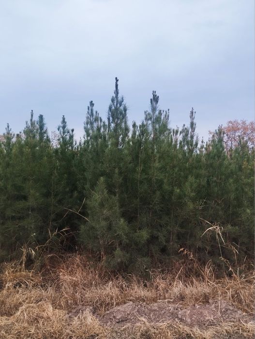 Archa kòchatlari sotiladi