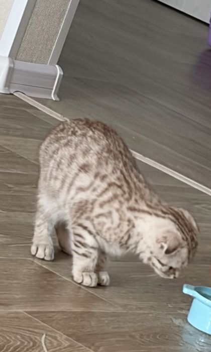 Продам пародистого котенка