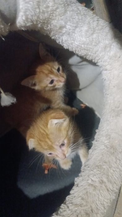 Продается кошка бесплатно