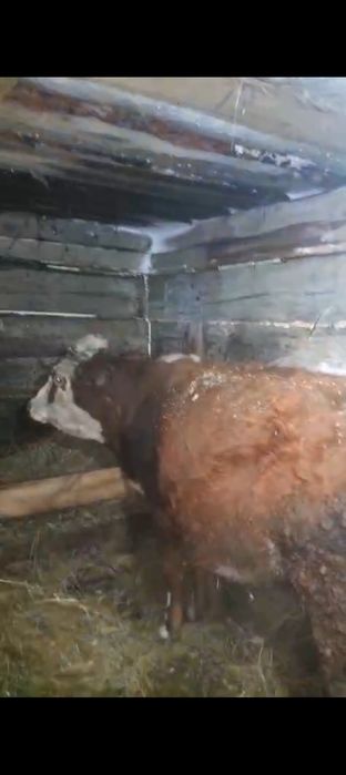 Продам стельных коров