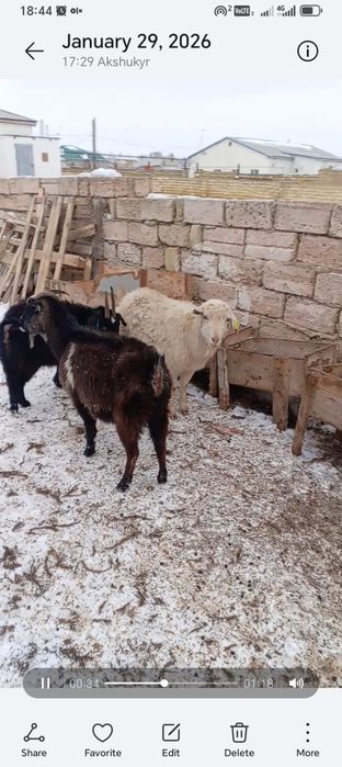 Буаз ешкілер сатылады