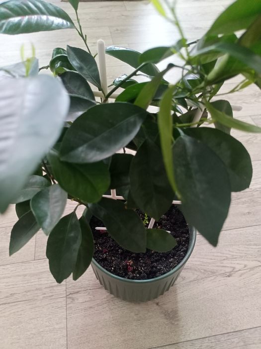 Комнатное мандариновое дерево.