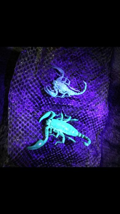 Шкурки (выползки) змей