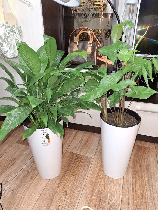 Офисные растения