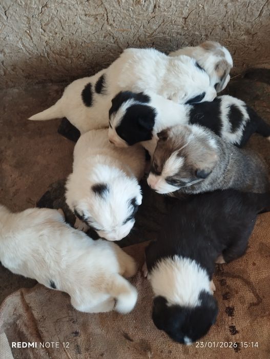 Тоза зот алабай болалари сотилади.