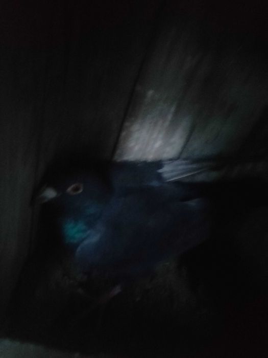 Vand porumbei voiajori