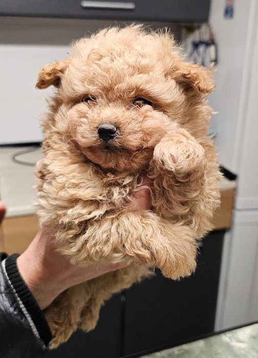 Pomapoo Померан/Пудел