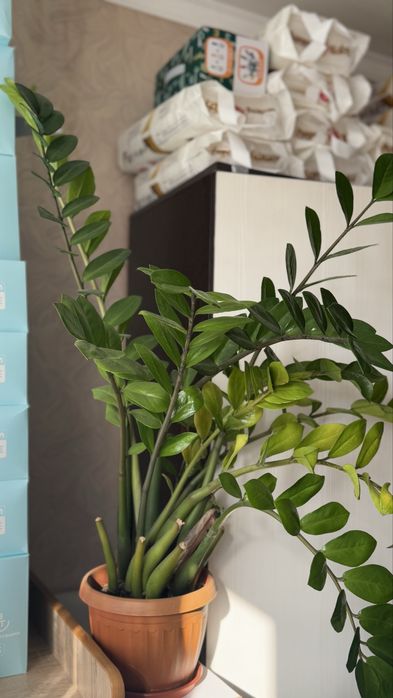 Денежное дерево - замиокулькас