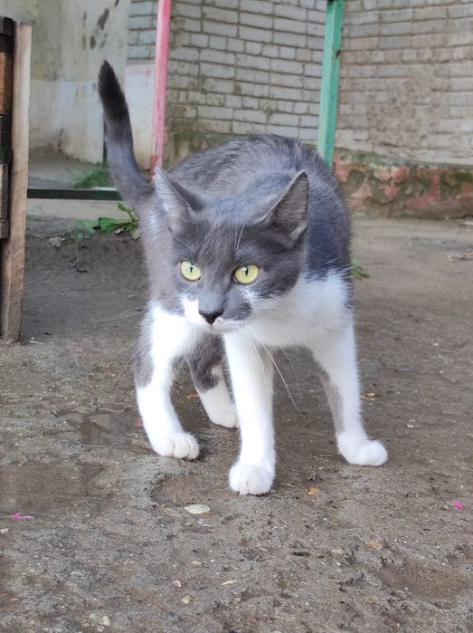 Кошечка ищет дом!