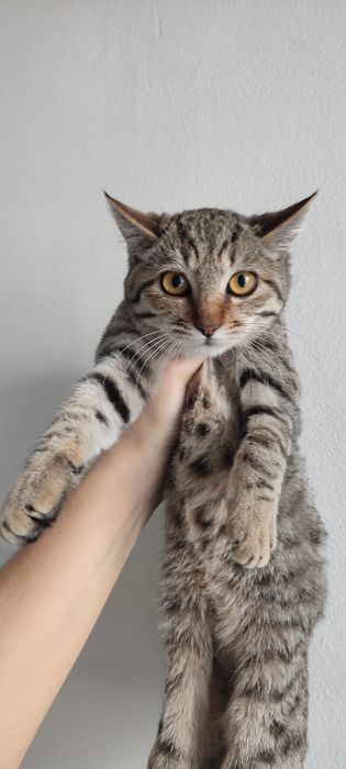 Котята ходят в лоток