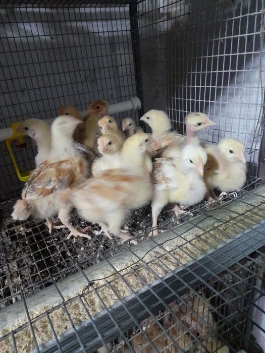 Vand pui toate roca 750g-15 cabir colorati450g-12