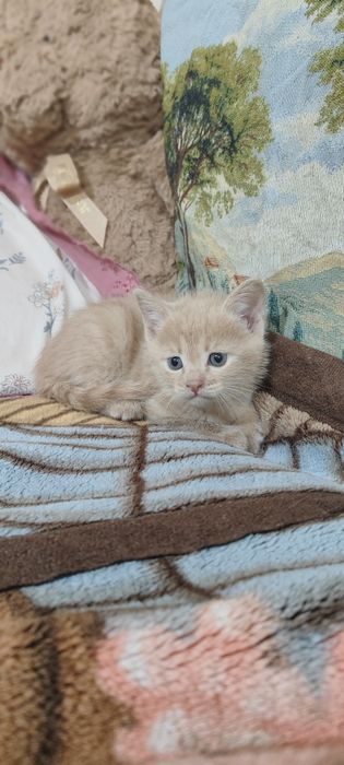 Продаю двух весёлых котят