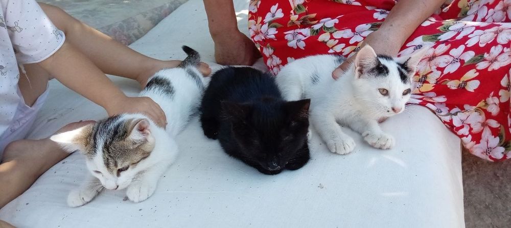 Котенок бесплатно