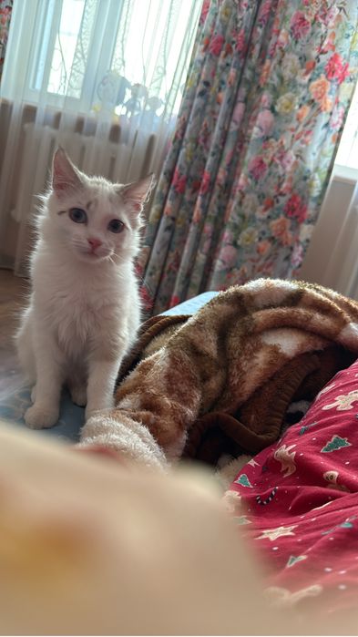 Котенок красавчик