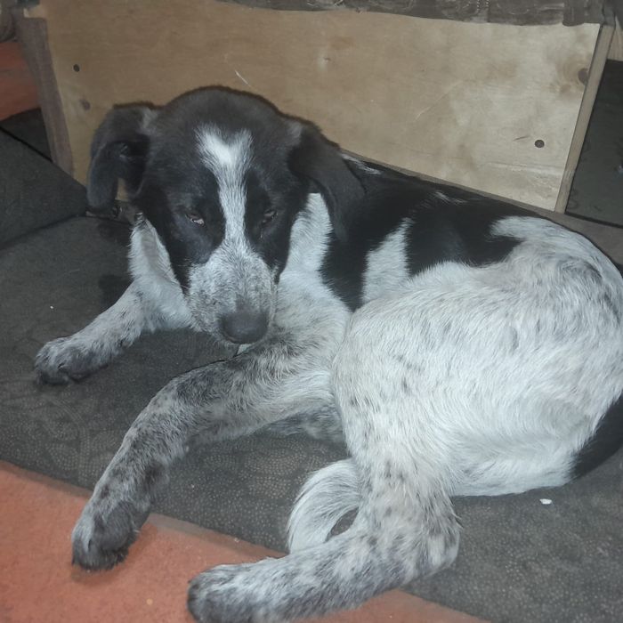 Щенок девочка 4 месяца бесплатно.