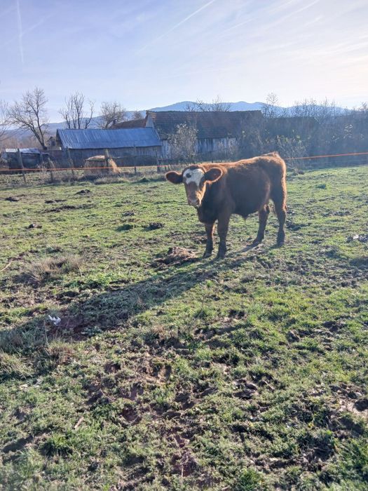 Vitei,vitele,juninci