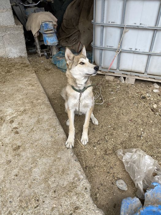 Лайка сыңарымен сатылады